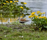 Dunlin (Calidris alpina)