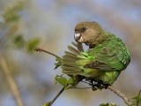 brown-headed parrot