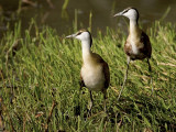 Jacanas