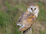 Barn Owl