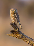 Pearl spotted owlet