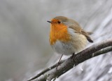 Robin