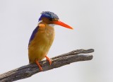 Malachite kingfisher