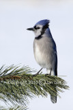 Blue Jay - Cyanocitta cristata - Blauwe Gaai 