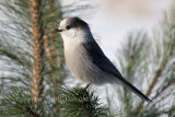 Gray Jay