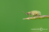 Pale Green Weevil