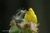 American Goldfinch - Carduelis tristis - Treursijs