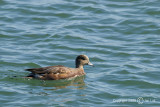 American Widgeon