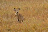 White-tailed Deer - Odocoileus virginianus - Witstaarthert 