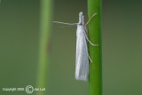 Immaculate Grass-veneer Moth