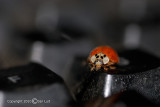Multicolored Azian Lady Beetle
