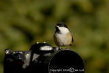 Black-capped Chickadee