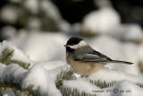 Black-capped Chickadee - Poeclie atricapillus - Amerikaanse Matkop