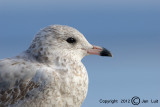 Ring-billed Gull - Larus delawarensis - Ringsnavelmeeuw