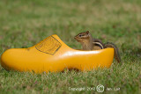 Eastern Chipmunk - Tamias striatus - Gestreepte Grondeekhoorn