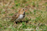 Harriss Sparrow - Zonotrichia Querula - Zwartkeelgors