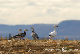 Snow Goose - Anser caerulescens - Sneeuwgans