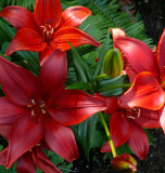 Monte Negro Lily