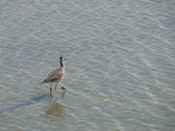 Sand Piper