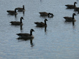 Geese