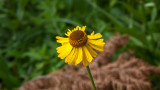 Summit Meadow flower