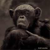 Old Chimp Pondering
