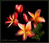 Sunset Plumeria