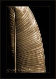 Heliconia Leaf (Toned)