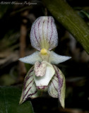 Bulbophyllum ambrosia 'Sweetbay' CCM/AOS