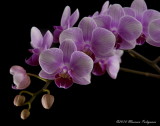 Doritaenopsis Beauty Sheena 'Lan-Lan' HCC/AOS
