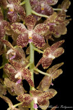 Phalaenopsis gigantea 'Magnifico' AM/AOS