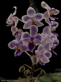 Phalaenopsis Connie Moody 'Gands' HCC/AOS