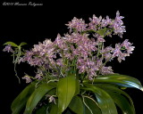 Phalaenopsis hieroglyphica 'Mahvelous' CCE/AOS