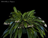 Bulbophyllum guttulatum 'Mello Spirit' CCM/AOS