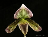Paphiopedilum Super Illusions 'Stones River' HCC/AOS
