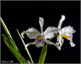 Laelia purpurata semi-alba