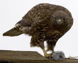 red tailed with vole2