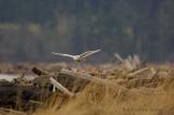 flying orig
