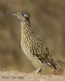 roadrunner