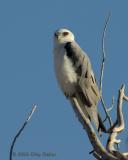 white tailed kite2