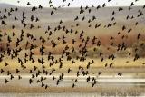 red winged black birds