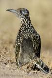 roadrunner