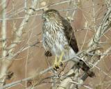 coopers hawk