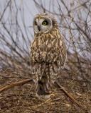 short eared at dusk