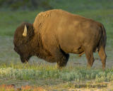 bison