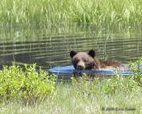 Black bear swimming