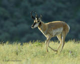 Pronghorn