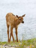 Elk Calf