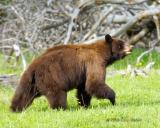 Black bear walking away