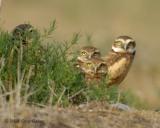 burrowing owls